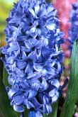 Delfft Blue