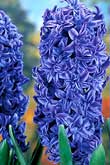 Blue Giant