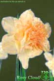 Rosy Cloud