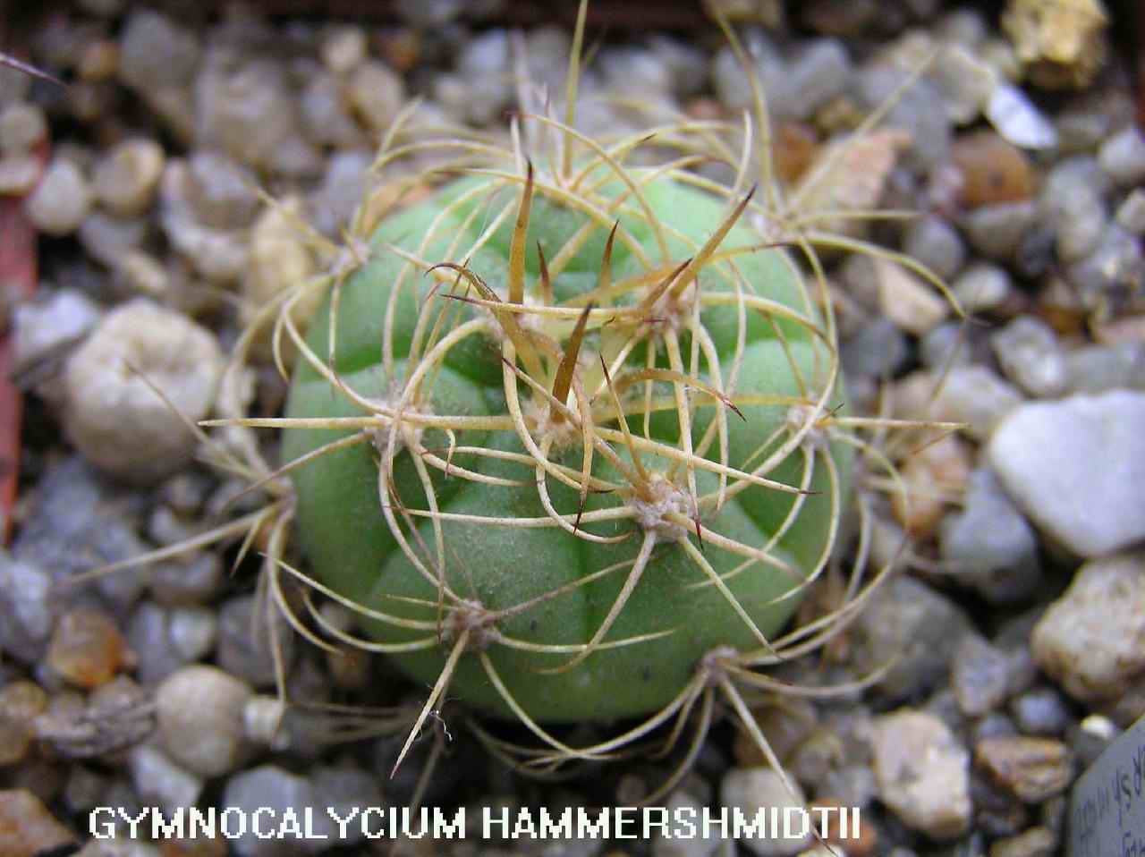  Gymnocalycium Hammershmidtii 