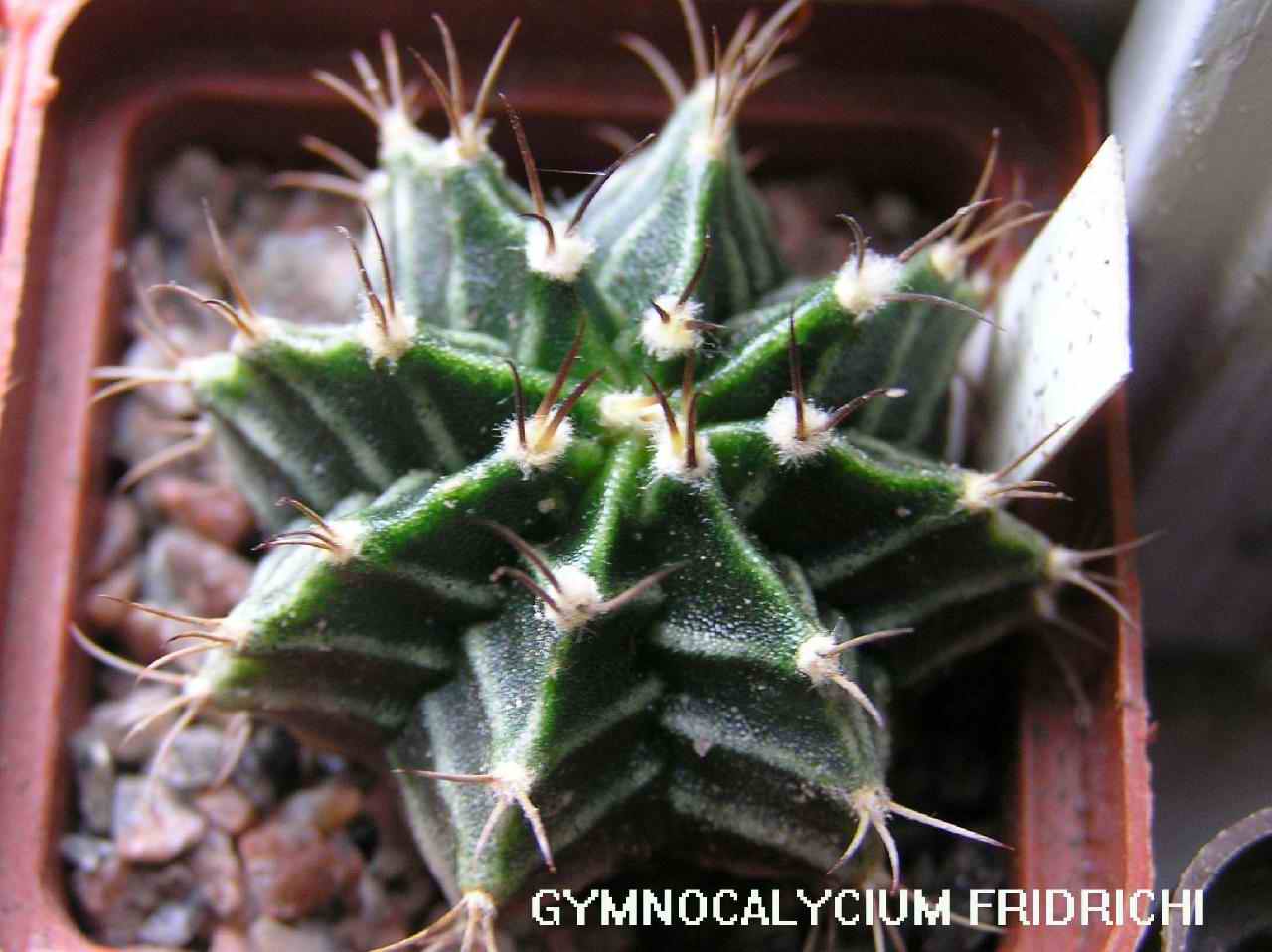  Gymnocalycium Fridrichi 