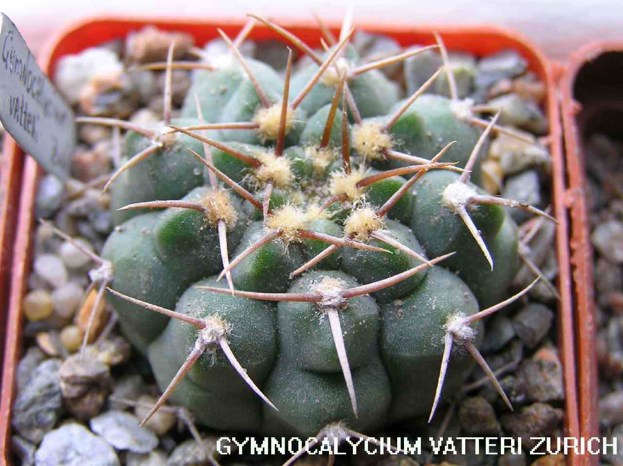  Gymnocalycium Vatteri 