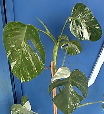   Variegata 