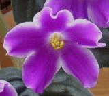 Фиалка Glimmer