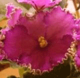 Фиалка Golden Rubies