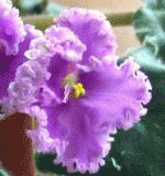 Фиалка Rose Ruffles