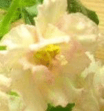 Фиалка Sunkissed Rose
