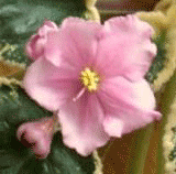 Фиалка Чаша (сеянец)