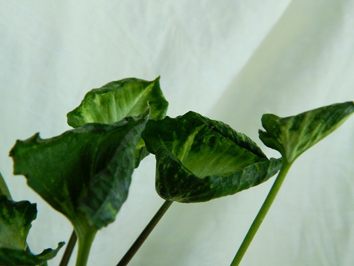  C Godzilla (Podophyllum Shell Shocked ) 