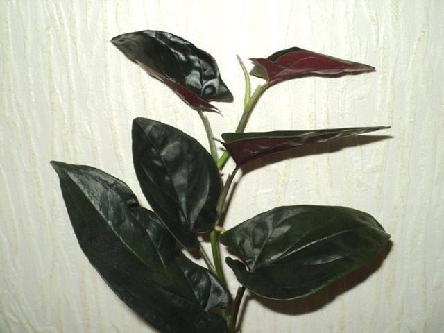  C Erythrophyllum 