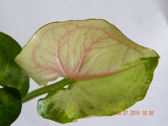  C (T24) variegated 