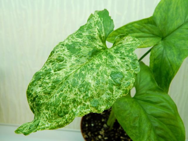  C Podophyllum Mottled Arrowhead 