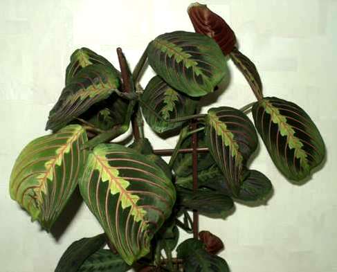  Maranta tricolor 