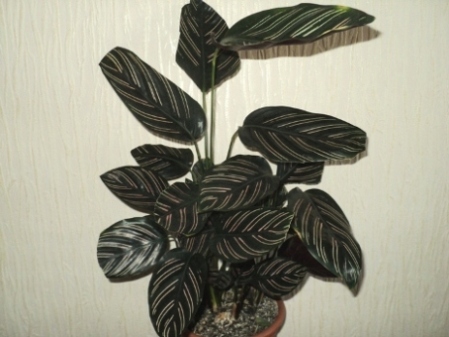    (Calathea ornata) 