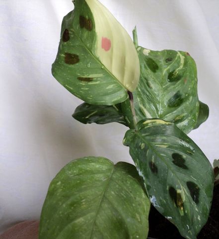   Maranta leuconeura f. kerchoveana Beauty Kim variegated 