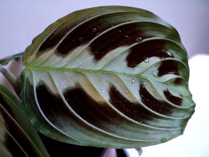    /Maranta massangeana/ 