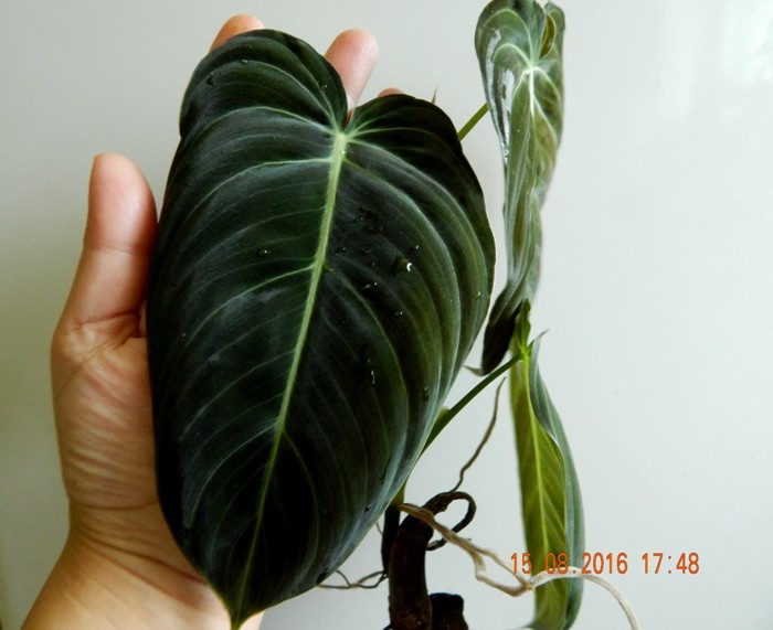   - (Philodendron melanochrysum) 