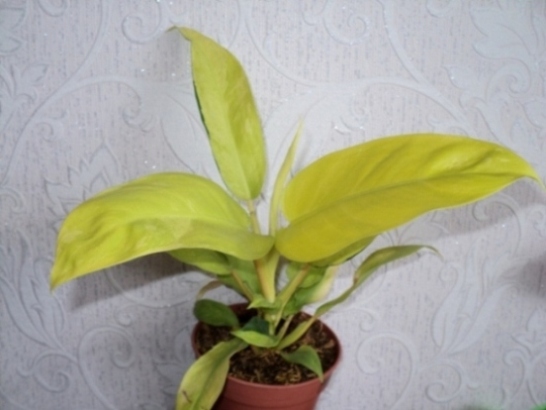   Philodendron Green and Gold 