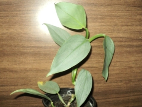    Philodendron Silver Queen 