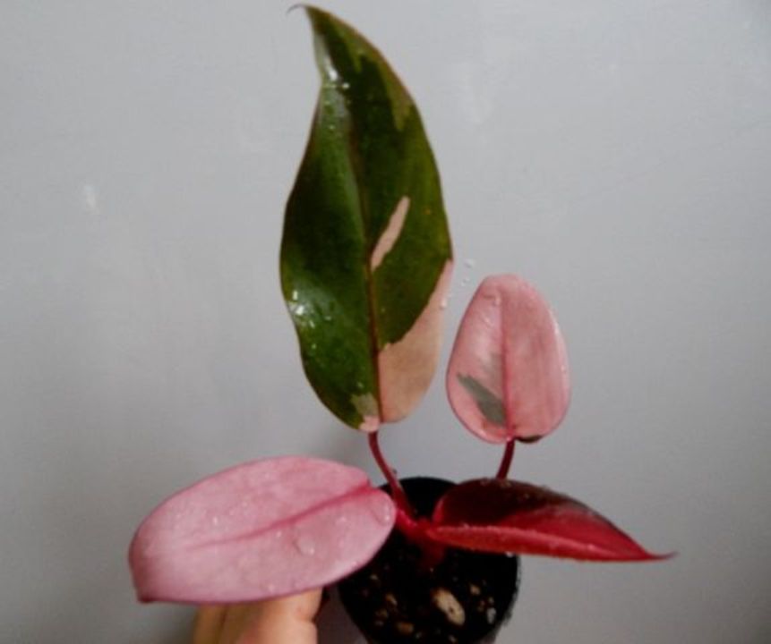   Philodendron 'Pink Queen' 