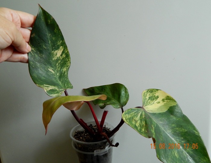   Ph. Emerald Red variegated 