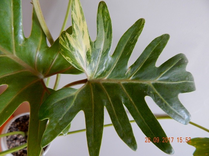    Xanadu variegated 