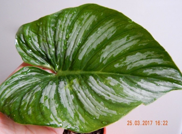    Philodendron mamei 