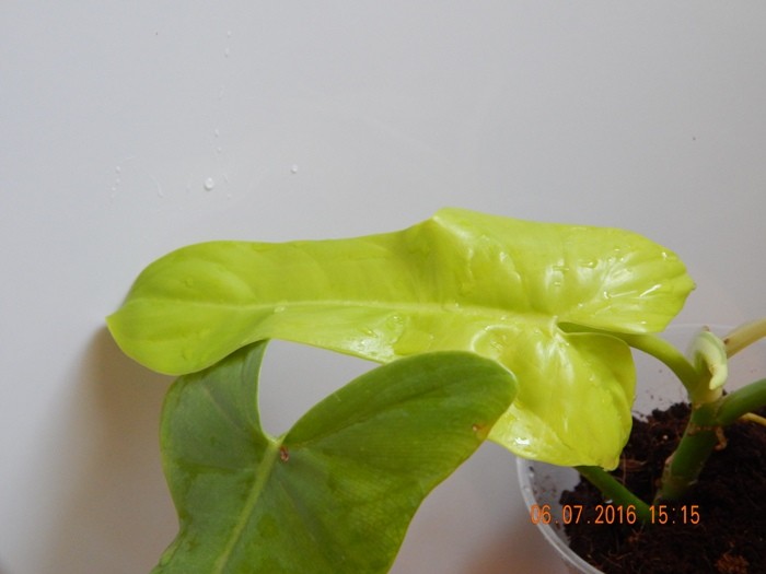     Philodendron Golden Violine 