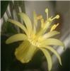 Citrina
