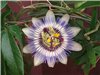 Caerulea