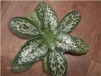 Фиалка Хирита Sinensis Hisako