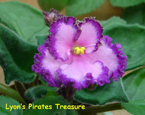  Lyons Pirates Treasure 