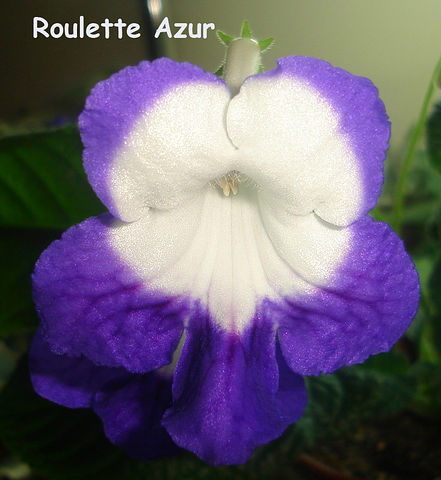  Roulette Azur 