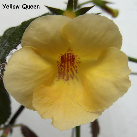  Yellow Queen 