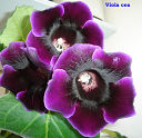  Viola cea 