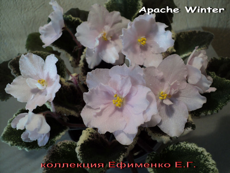  Apache Winter 