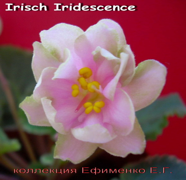  Irisch Iridescence 