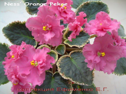  Ness Orange Pekoe 