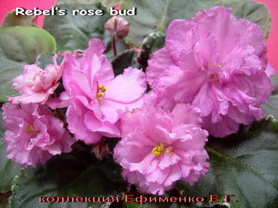  Rebels rose bud 