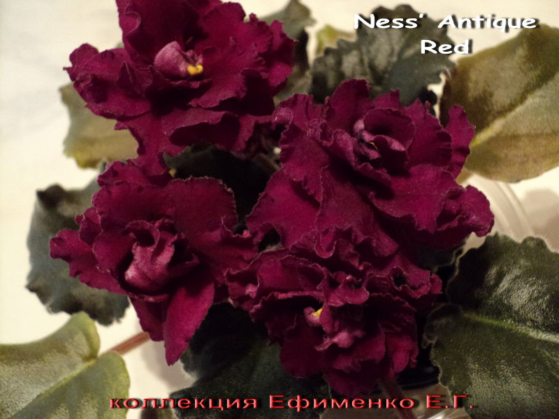  Ness Antique Red 