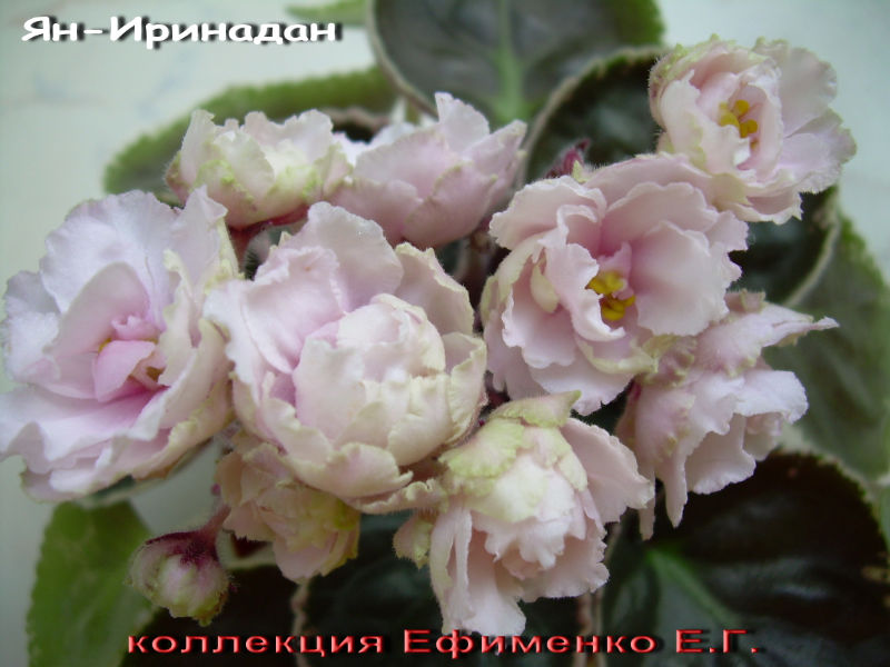 Фиалка Цветущий Пион Фото
