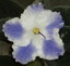  Taffeta Blue 