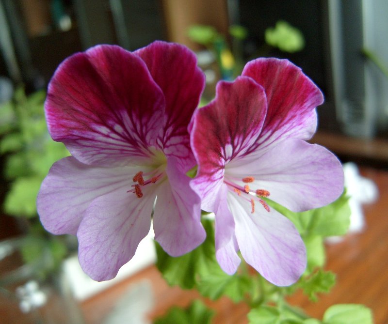  Babyflor 