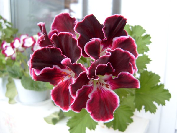  Black Prince 