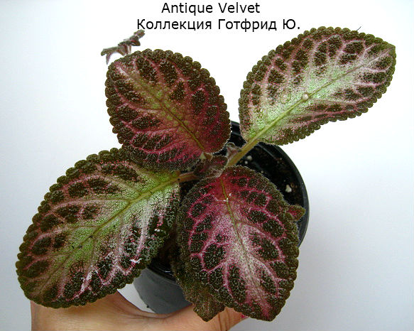  Antique Velvet 