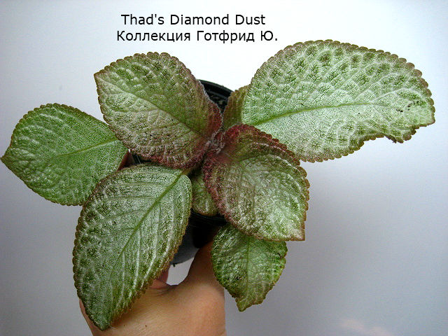  Thad's Diamond Dust 