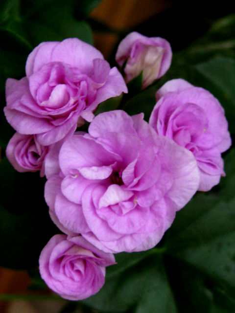  Lilac Rose 