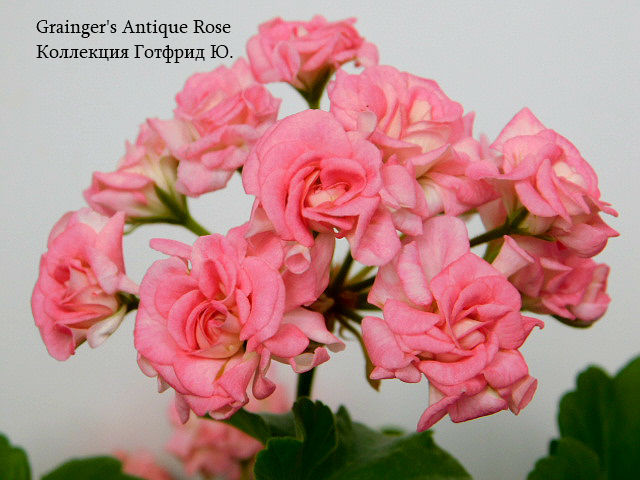   Grainger's Antique Rose 