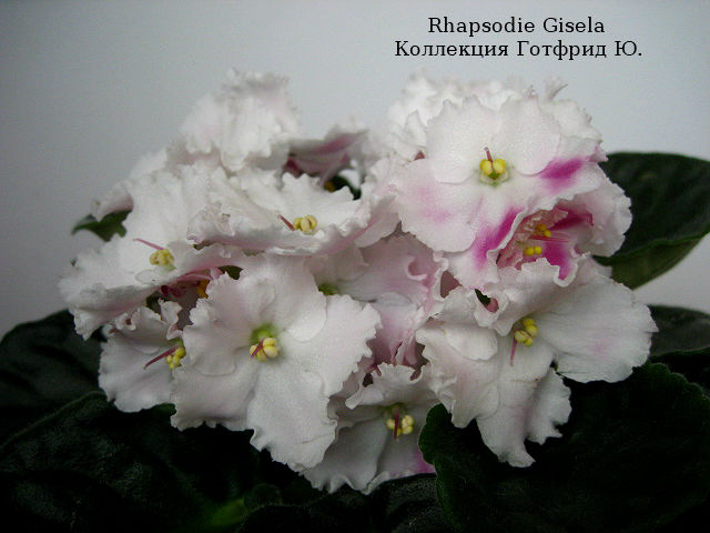  Rhapsodie Gisela 