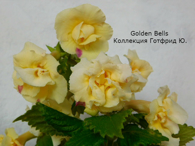   	Golden Bells 